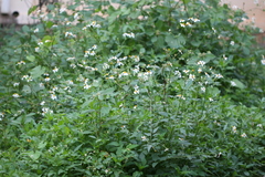 Bidens biternata